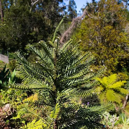 Casa Nunes Σπίτι διακοπών Santana (Madeira)