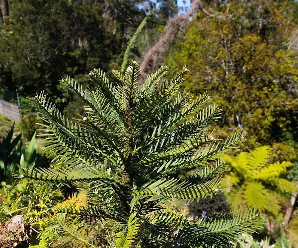 Casa Nunes Hébergement de vacances Santana (Madeira)
